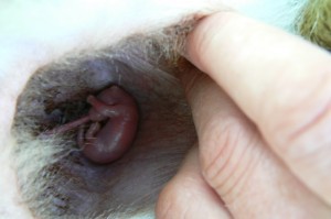Bennett wallabie in de buidel 14 dagen na de geboorte (© Helma van Dijk)