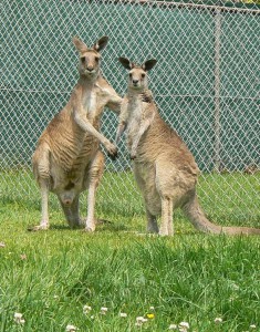 grijze reuzen kangoeroe (© Helma van Dijk)